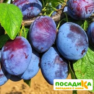 Слива Чачакская ранняя купить по цене от 229.00р. в интернет-магазине «Посадика» с доставкой почтой в в Моршанске и по всей России – [изображение №1].