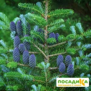 Пихта корейская (Abies koreana) купить по цене от 450.00р. в интернет-магазине «Посадика» с доставкой почтой в в Моршанске и по всей России – [изображение №1].