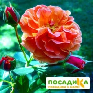 Роза Арабия купить по цене от 350.00р. в интернет-магазине «Посадика» с доставкой почтой в в Моршанске и по всей России – [изображение №1].