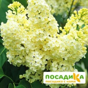 Сирень Примроуз (Primrose) купить по цене от 529.00р. в интернет-магазине «Посадика» с доставкой почтой в в Моршанске и по всей России – [изображение №1].