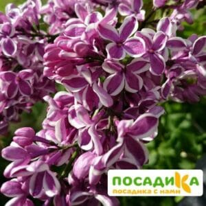 Сирень Сенсация купить по цене от 529.00р. в интернет-магазине «Посадика» с доставкой почтой в в Моршанске и по всей России – [изображение №1].