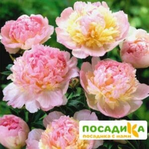 Пион Распберри Сандей (Paeonia Raspberry Sundae) купить по цене от 959р. в интернет-магазине «Посадика» с доставкой почтой в в Моршанске и по всей России – [изображение №1].