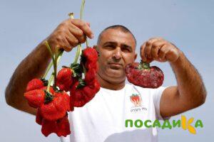 Клубника Гигант Джорнея купить по цене от 266р. в интернет-магазине «Посадика» с доставкой почтой в в Моршанске и по всей России – [изображение №1].