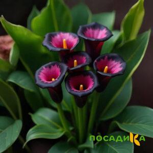 Калла Аура Лейс купить по цене от 400р. в интернет-магазине «Посадика» с доставкой почтой в в Моршанске и по всей России – [изображение №1].