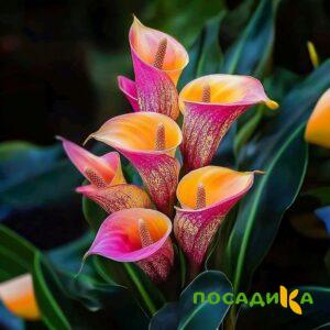 Калла Оникс купить по цене от 450р. в интернет-магазине «Посадика» с доставкой почтой в в Моршанске и по всей России – [изображение №1].