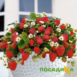 Клубника Рубиновый Шепот (горшечная) купить по цене от 240р. в интернет-магазине «Посадика» с доставкой почтой в в Моршанске и по всей России – [изображение №1].