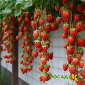 Клубника вьющаяся Комплимент купить по цене от 470р. в интернет-магазине «Посадика» с доставкой почтой в в Моршанске и по всей России – [изображение №1].