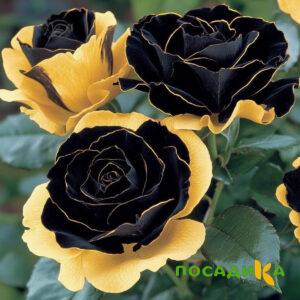 Роза Ханни Сикл купить по цене от 700р. в интернет-магазине «Посадика» с доставкой почтой в в Моршанске и по всей России – [изображение №1].