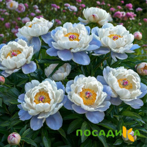 Пион акварельный Этюд купить по цене от 806р. в интернет-магазине «Посадика» с доставкой почтой в в Моршанске и по всей России – [изображение №1].