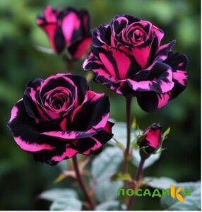 Роза Багровый Шепот купить по цене от 366р. в интернет-магазине «Посадика» с доставкой почтой в в Моршанске и по всей России – [изображение №1].