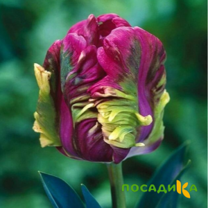 Тюльпан Экзотик Хэвен купить по цене от 186р. в интернет-магазине «Посадика» с доставкой почтой в в Моршанске и по всей России – [изображение №1].