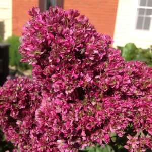 Флокс Филингс купить по цене от 329р. в интернет-магазине «Посадика» с доставкой почтой в в Моршанске и по всей России – [изображение №1].