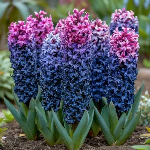 Гиацинт Блю Спринг купить по цене от 2099р. в интернет-магазине «Посадика» с доставкой почтой в в Моршанске и по всей России – [изображение №1].