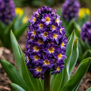 Гиацинт Вельвет Колор купить по цене от 2099р. в интернет-магазине «Посадика» с доставкой почтой в в Моршанске и по всей России – [изображение №1].