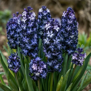 Гиацинт Блум Клауд купить по цене от 2099р. в интернет-магазине «Посадика» с доставкой почтой в в Моршанске и по всей России – [изображение №1].