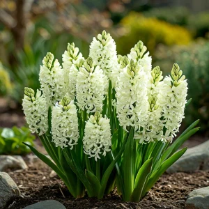 Гиацинт Дрим Трейл купить по цене от 2099р. в интернет-магазине «Посадика» с доставкой почтой в в Моршанске и по всей России – [изображение №1].