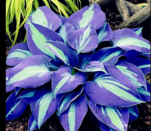 Хоста Аурелия купить по цене от 450р. в интернет-магазине «Посадика» с доставкой почтой в в Моршанске и по всей России – [изображение №1].